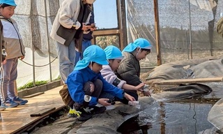 幼虫を放流しています