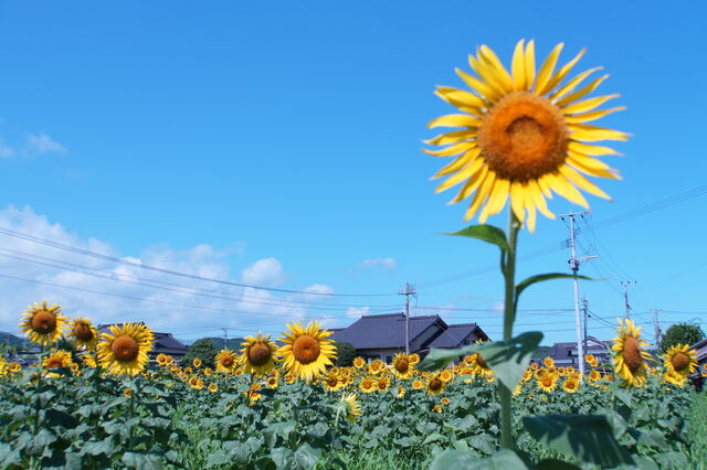 佐知ひまわり畑