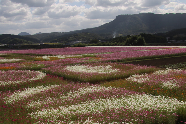 コスモスアート