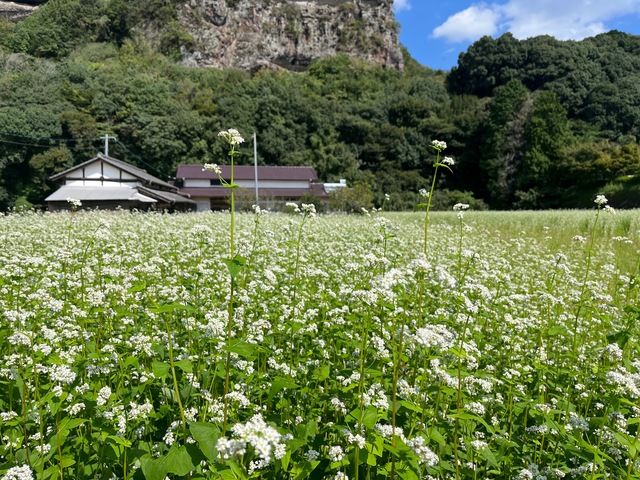0930 そば畑