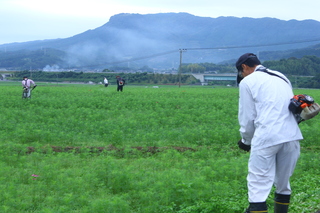 草刈りの様子