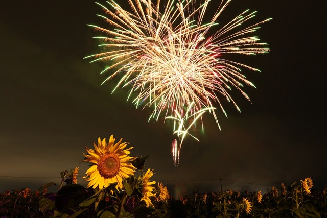 ひまわり畑の上空に花火が打ちあがりました