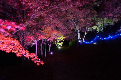 紅葉ライトアップの様子