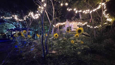 ヒマワリライトアップの様子