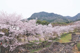 桜並木