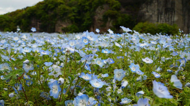 ネモフィラ畑の様子（4月24日撮影）
