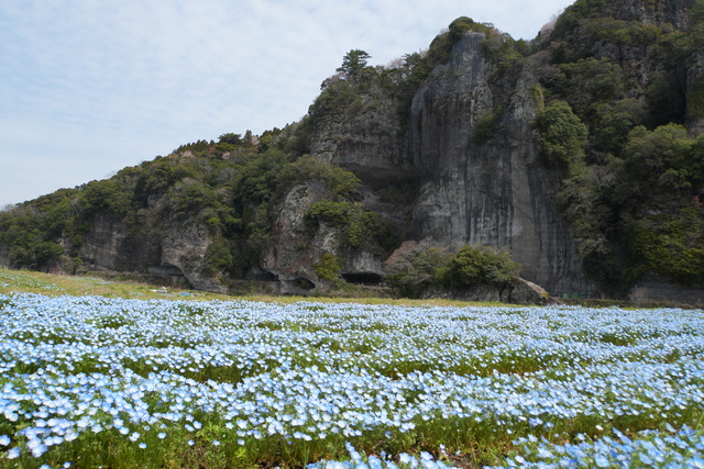 260403_ネモフィラ畑