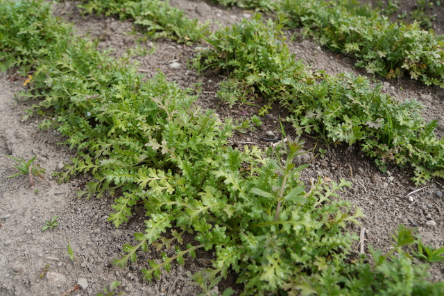 ネモフィラの畑の様子（3月9日撮影）