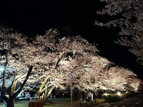 桜ライトアップ1
