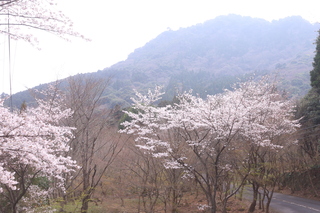 桜が綺麗でした