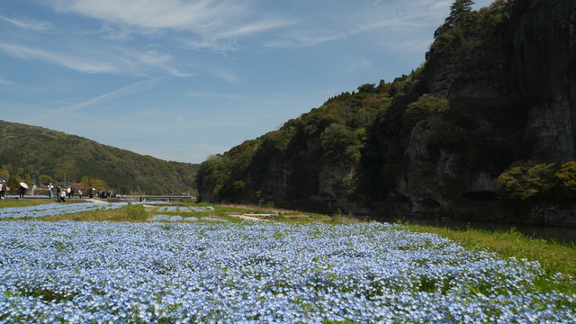 ネモフィラ畑の様子