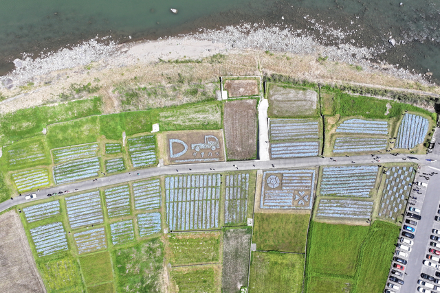 上空から見たネモフィラ畑 上空から見たネモフィラ畑