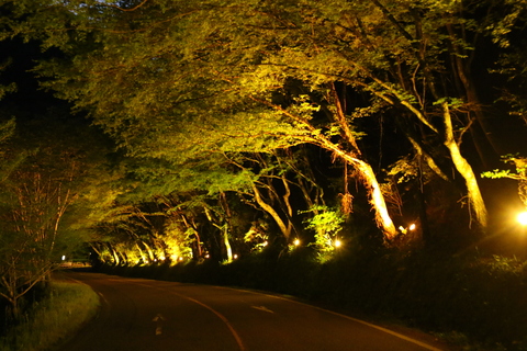 昨年のライトアップの様子