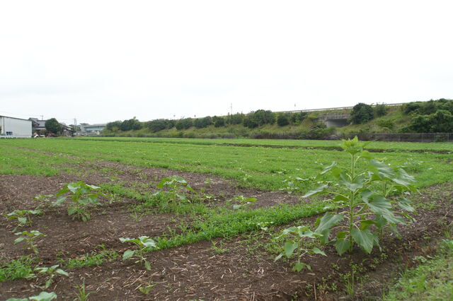 9月28日撮影