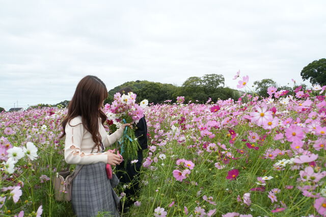 切り花体験