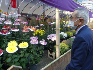 展示された菊を見学する奥塚市長
