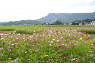 コスモス園の様子